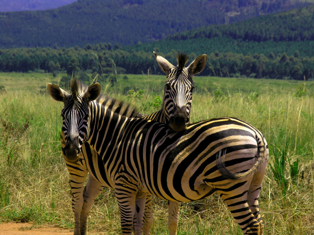 Viaggio Solidale - Progetto Construction - Swaziland (Eswatini)